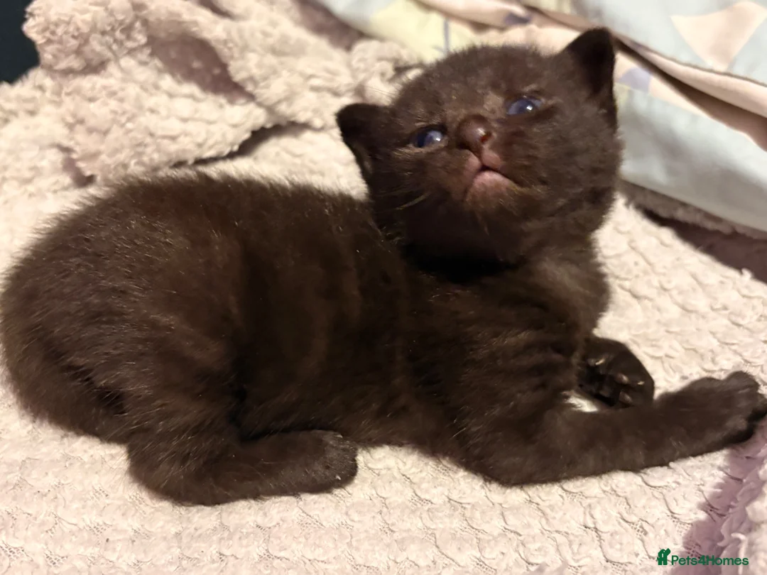 Mixed Breed cats for sale: Kittens for sale in Rotherham - Advert 5