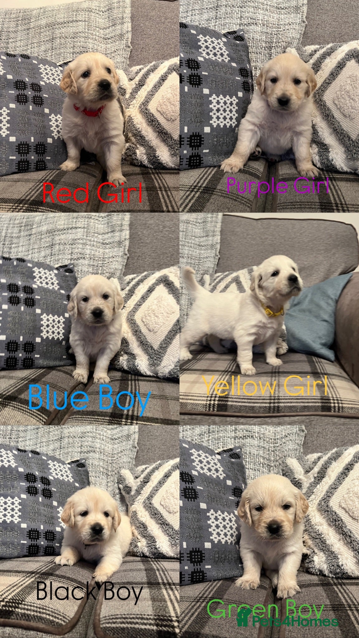 Golden Retriever dogs Golden Retrievers Seeking Forever Homes - Advert 1