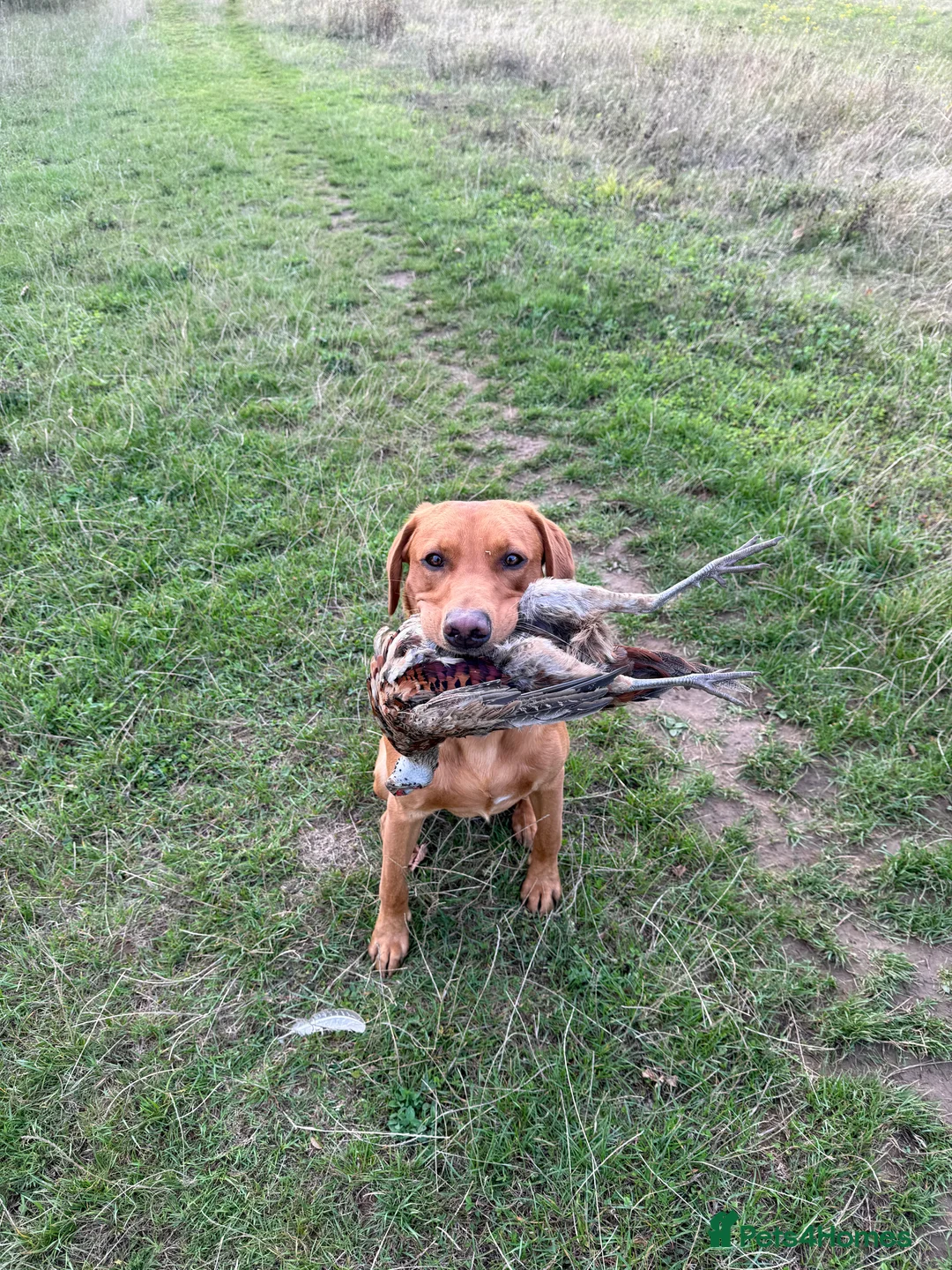 Labrador Retriever dogs for stud: Pedigree KC Working Labrador Stud - Advert 2