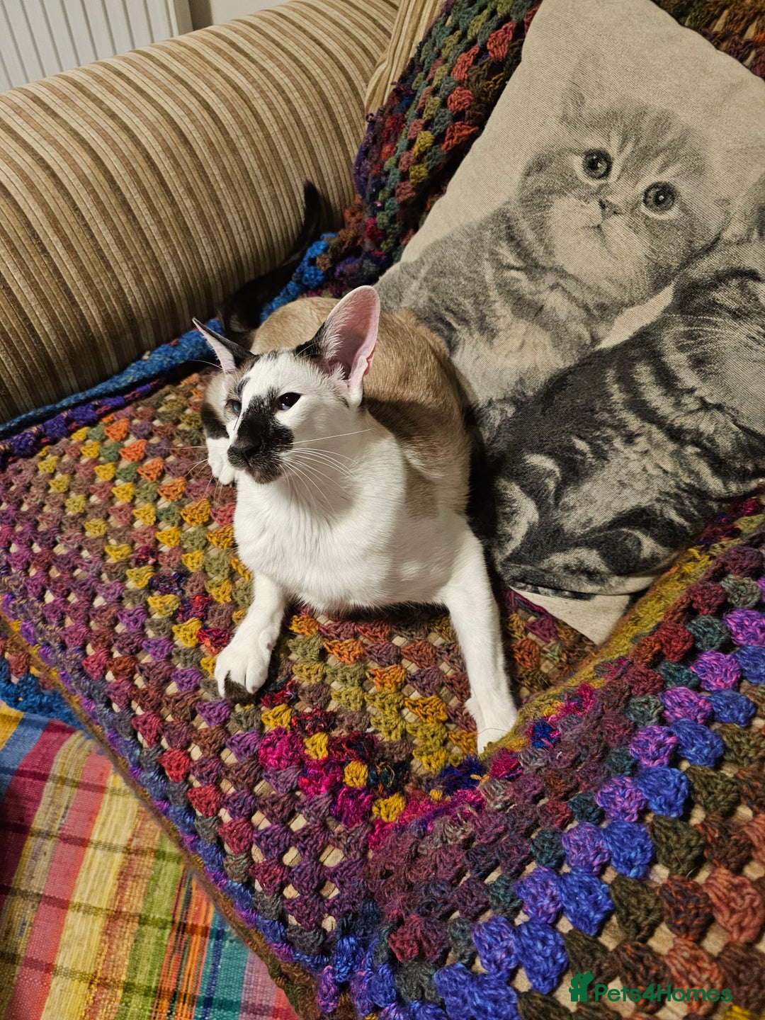 Oriental cats for sale: Beautiful Pedigree Oriental Shorthair  - Image 2