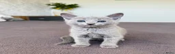 Russian Blue cats for sale: 🐾Champion Line TICA Russian Blue Kittens 🐾 - Advert 21