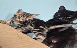 Mixed Breed cats for sale: 4 lovly kittens - Image 24