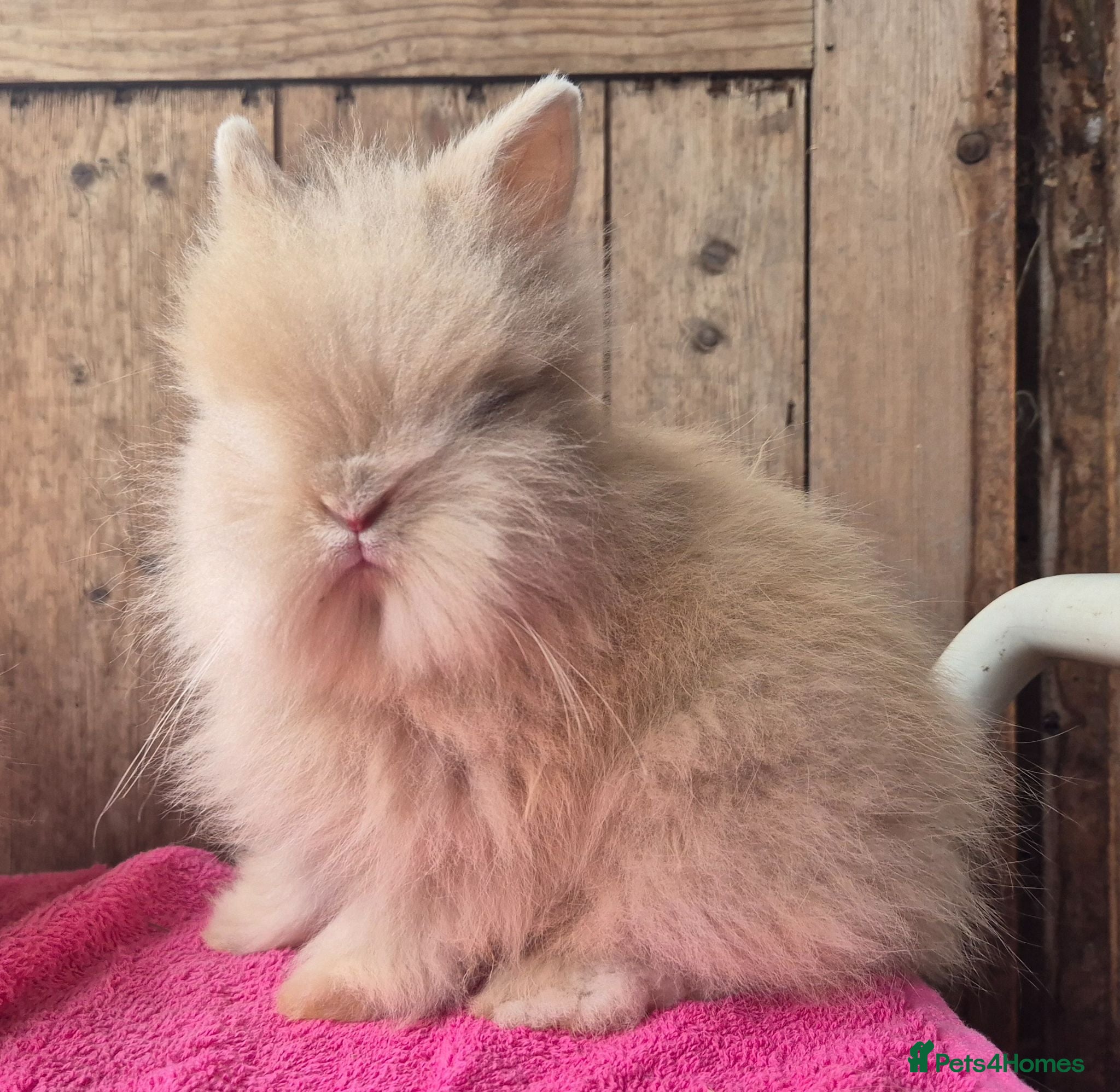 Lionhead rabbits Pure bred lion head boys.  - Advert 2