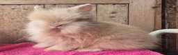Lionhead rabbits for sale: Pure bred lion head boys.  - Advert 9