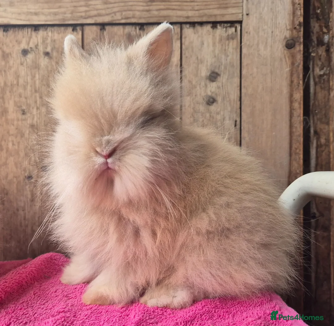 Lionhead rabbits for sale: Pure bred lion head boys.  - Advert 9