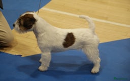 Jack Russell dogs for sale: KC Registered Jack Russell Terrier Male - Image 5