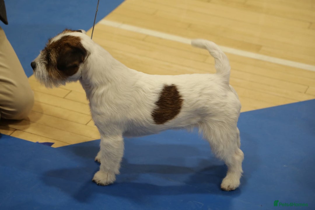 Jack Russell dogs for sale: KC Registered Jack Russell Terrier Male - Image 5