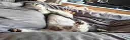 Yorkshire Terrier dogs for adoption: 🐾🍪COOKIE – a Charming Little Y.T. Gentleman 🍪🐾 - Advert 24