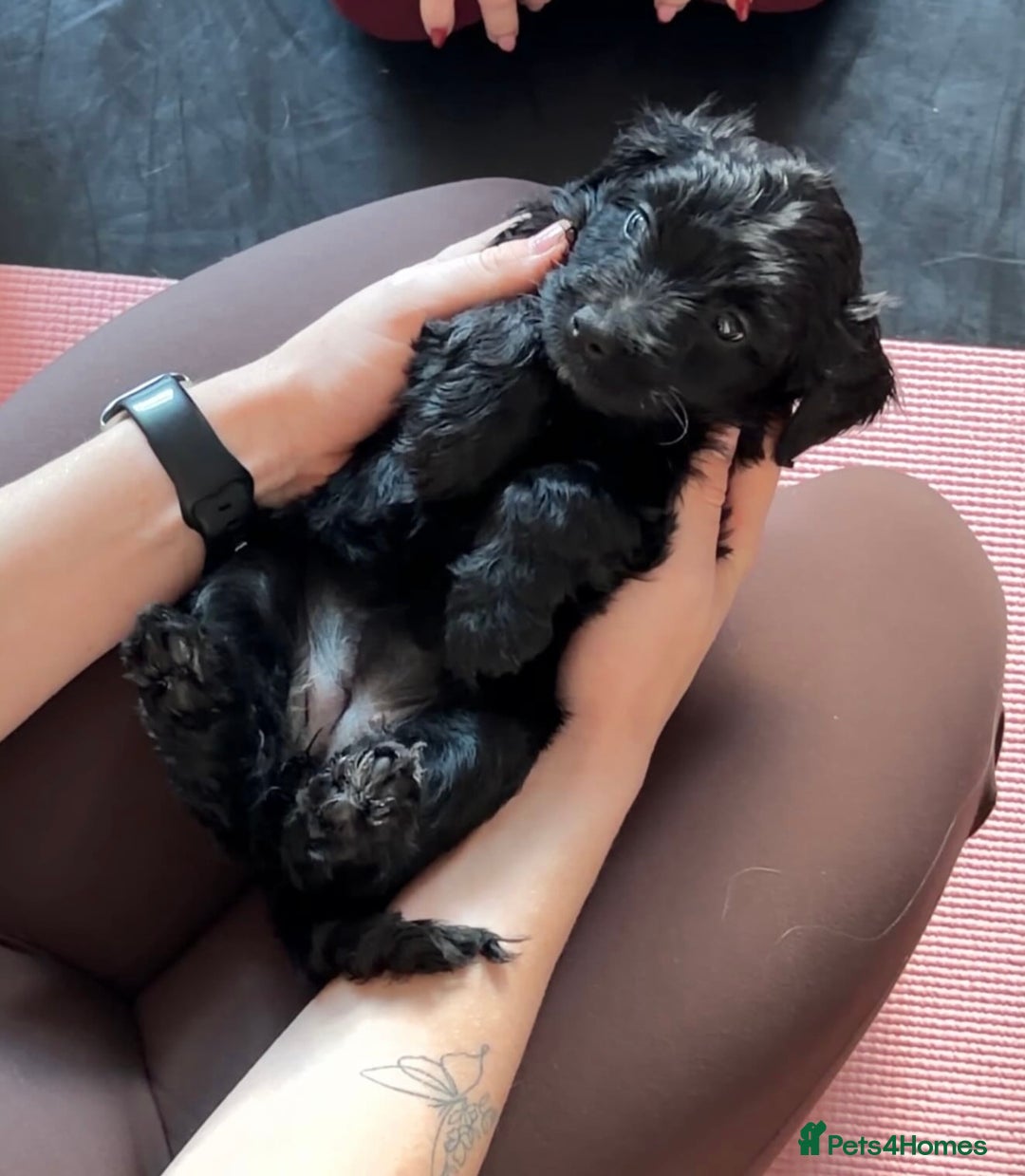 Sproodle dogs for sale: Stunning Sproodles  - Advert 11