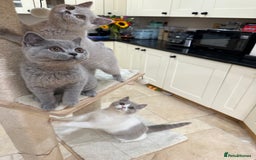British Shorthair cats for sale: READY NOW - Lilac, BiColours & Colourpoint  - Image 13