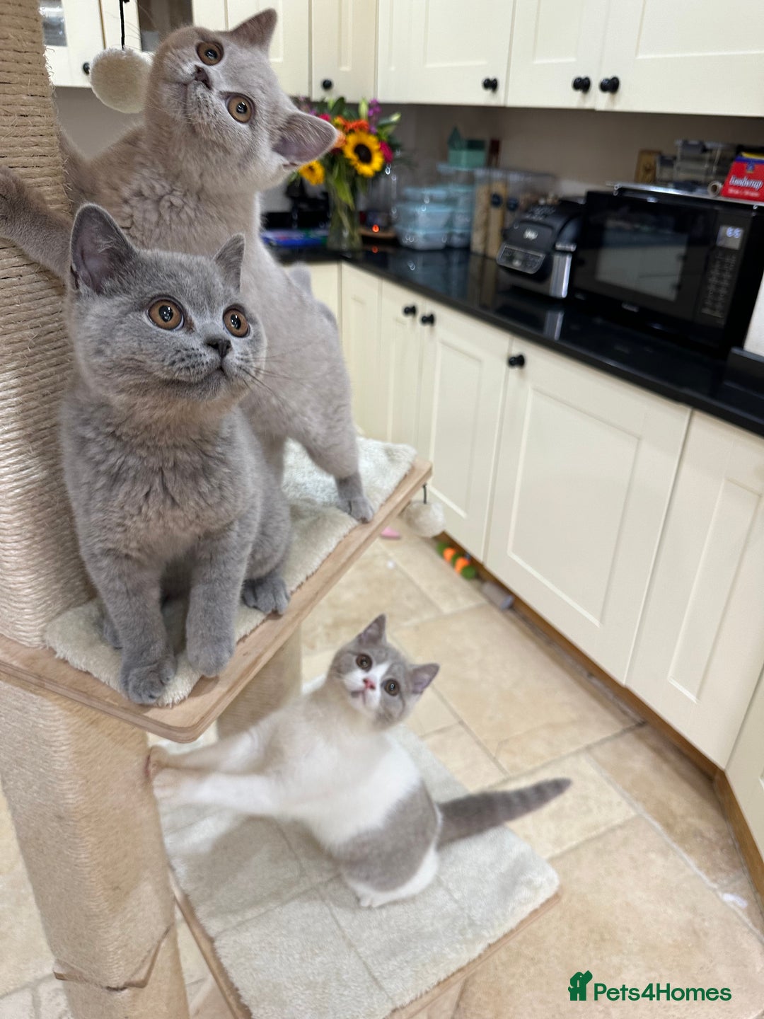 British Shorthair cats for sale: READY NOW - Lilac, BiColours & Colourpoint  - Image 13