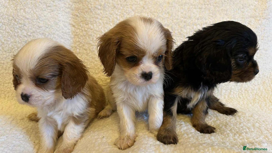 Cavalier King Charles Spaniel dogs for sale: Cavalier King Charles Spaniel puppies - Image 5