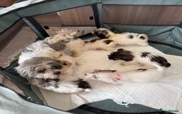 Shih Tzu dogs for sale: Shih tzu puppy’s  - Image 3