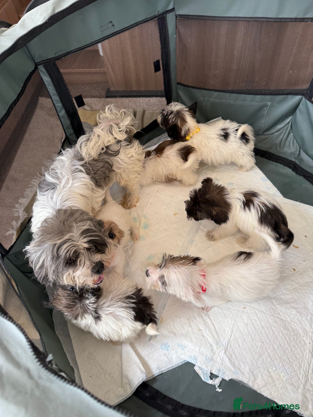 Shih Tzu dogs for sale: Shih tzu puppy’s  - Image 3