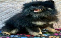 Pomeranian dogs for adoption: Puffy: A Little Heart That Survived - Image 2