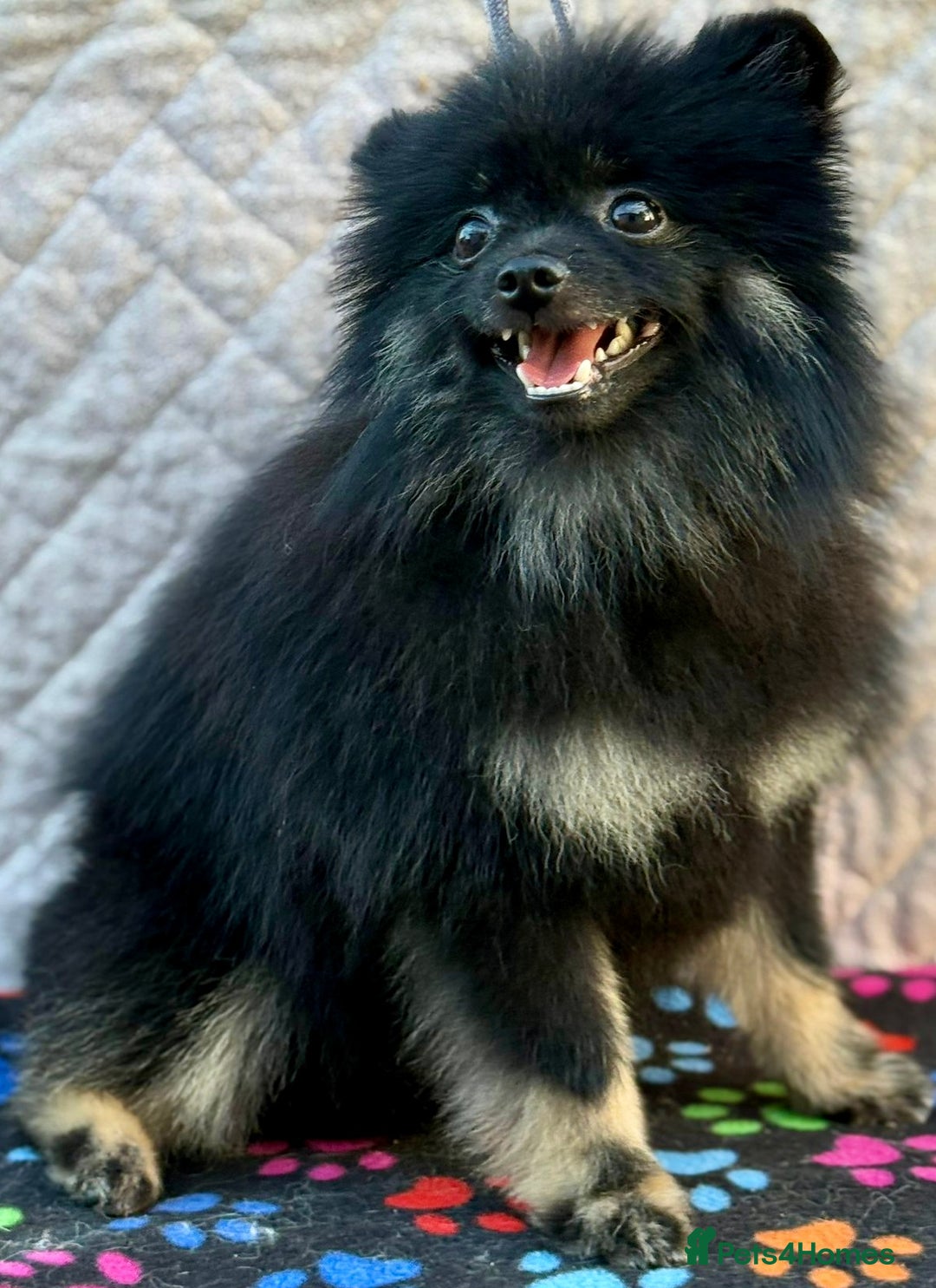 Pomeranian dogs for adoption: Puffy: A Little Heart That Survived - Image 2