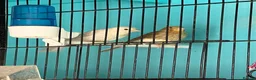 Canaries birds for sale: Canaries  - Advert 6
