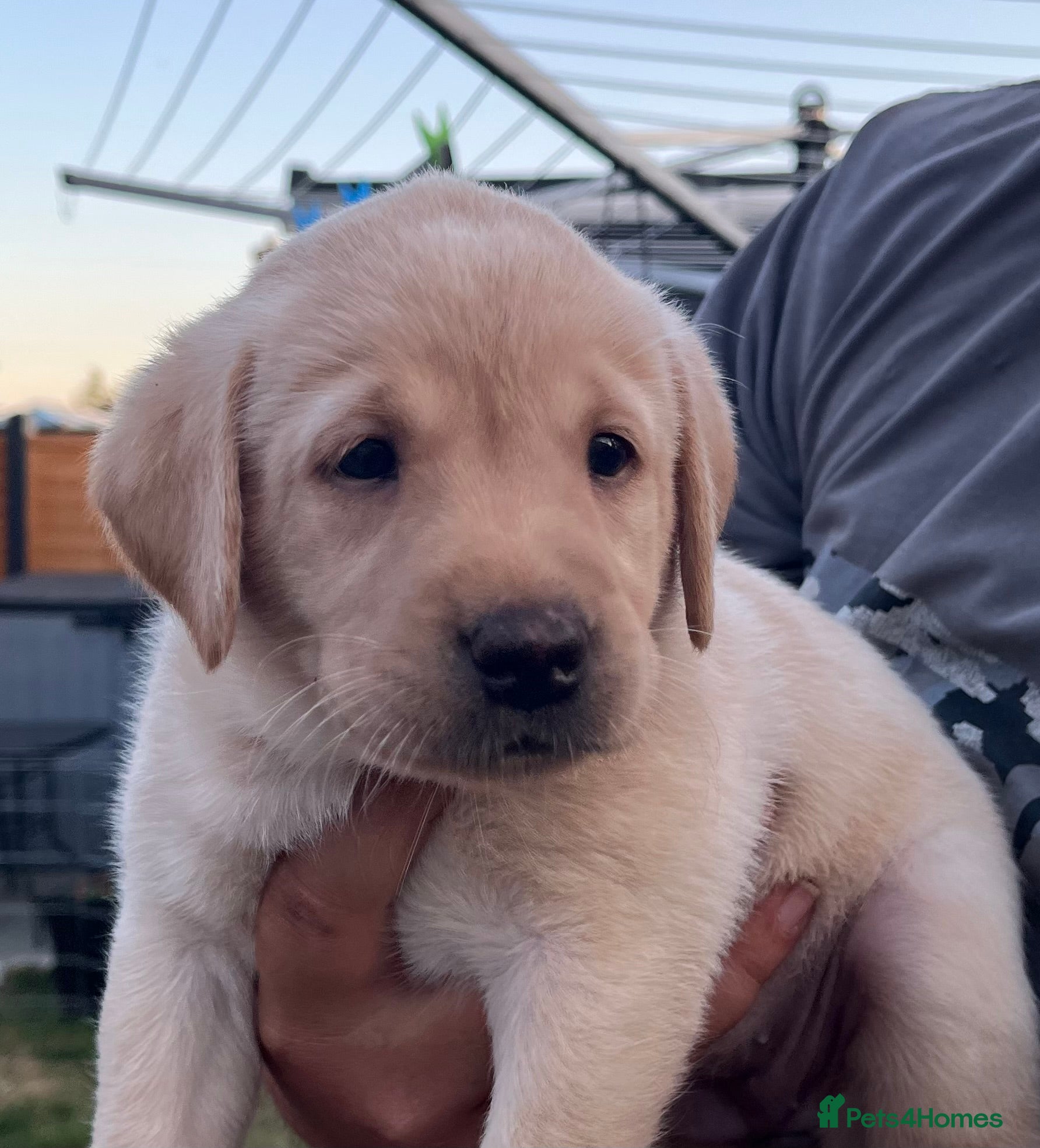 Labrador Retriever dogs KC REG LABRADOR RETRIEVER PUPPIES  - Advert 2