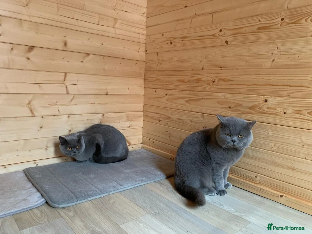 British Shorthair cats for sale: GCCF British Shorthair Blue Marble Male Kitten - Advert 2