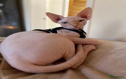 Sphynx cats for sale: Snow coated shpynx with sky blue eyes - Image 25