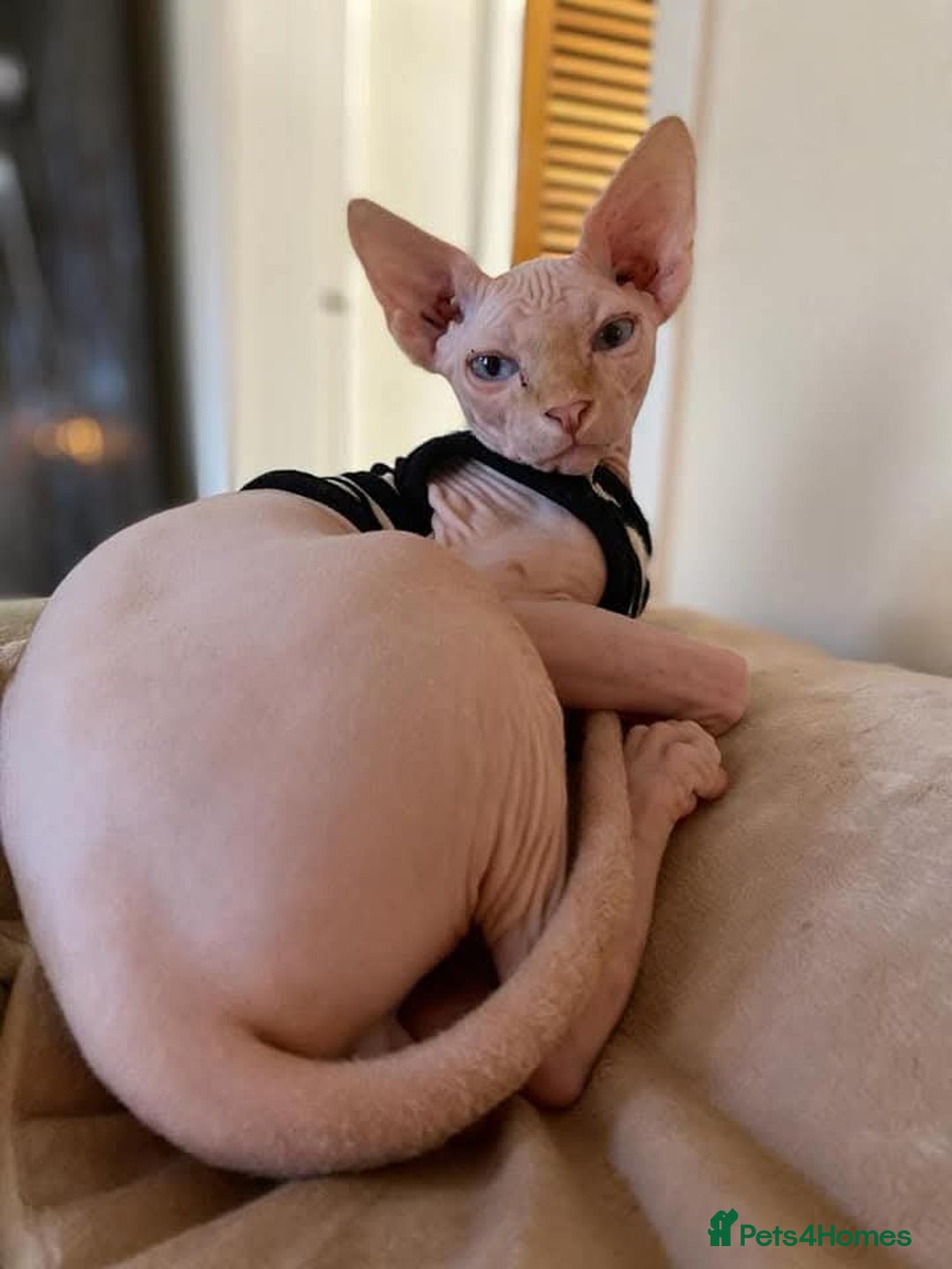 Sphynx cats for sale: Snow coated shpynx with sky blue eyes - Image 25