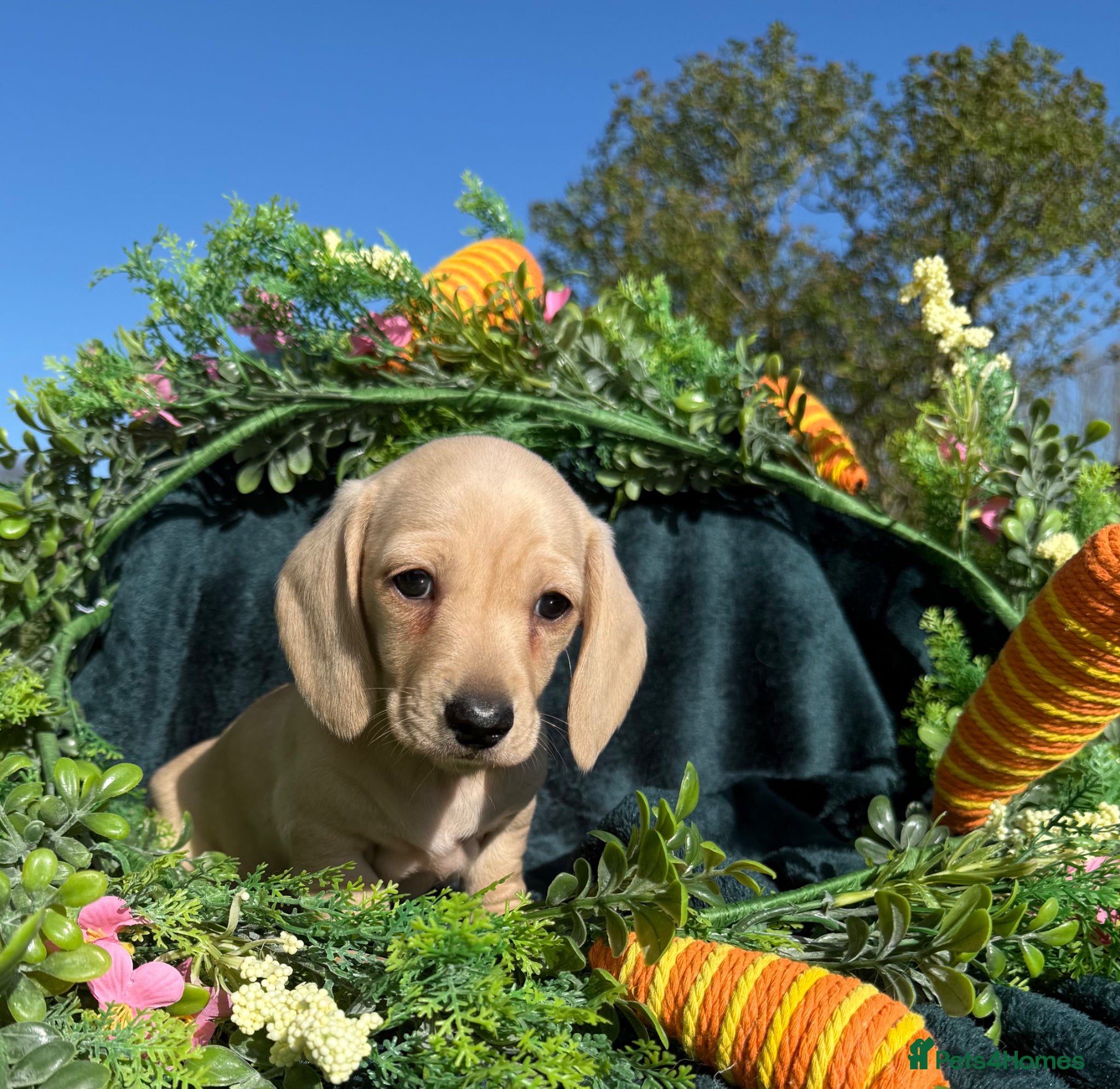 Miniature Dachshund dogs Stunning cream miniature smooth haired dachshunds  - Advert 2