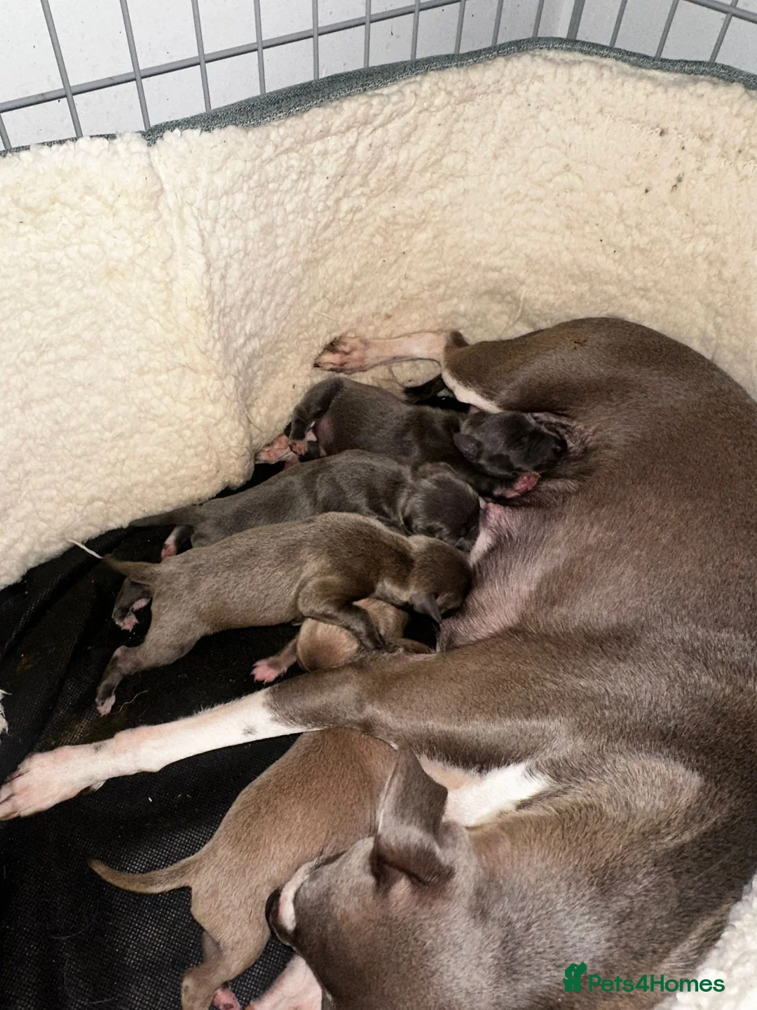Italian Greyhound dogs for sale: Italian greyhound puppies for sale  - Advert 2