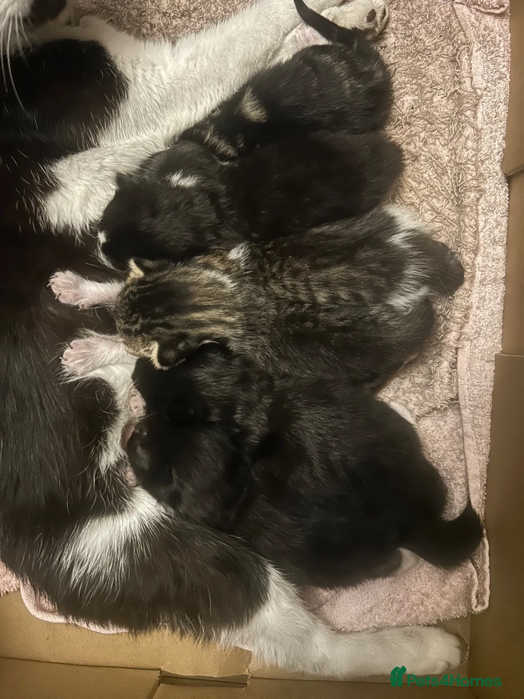 Mixed Breed cats for sale: Mixed Breed Beautiful Kittens - Advert 2