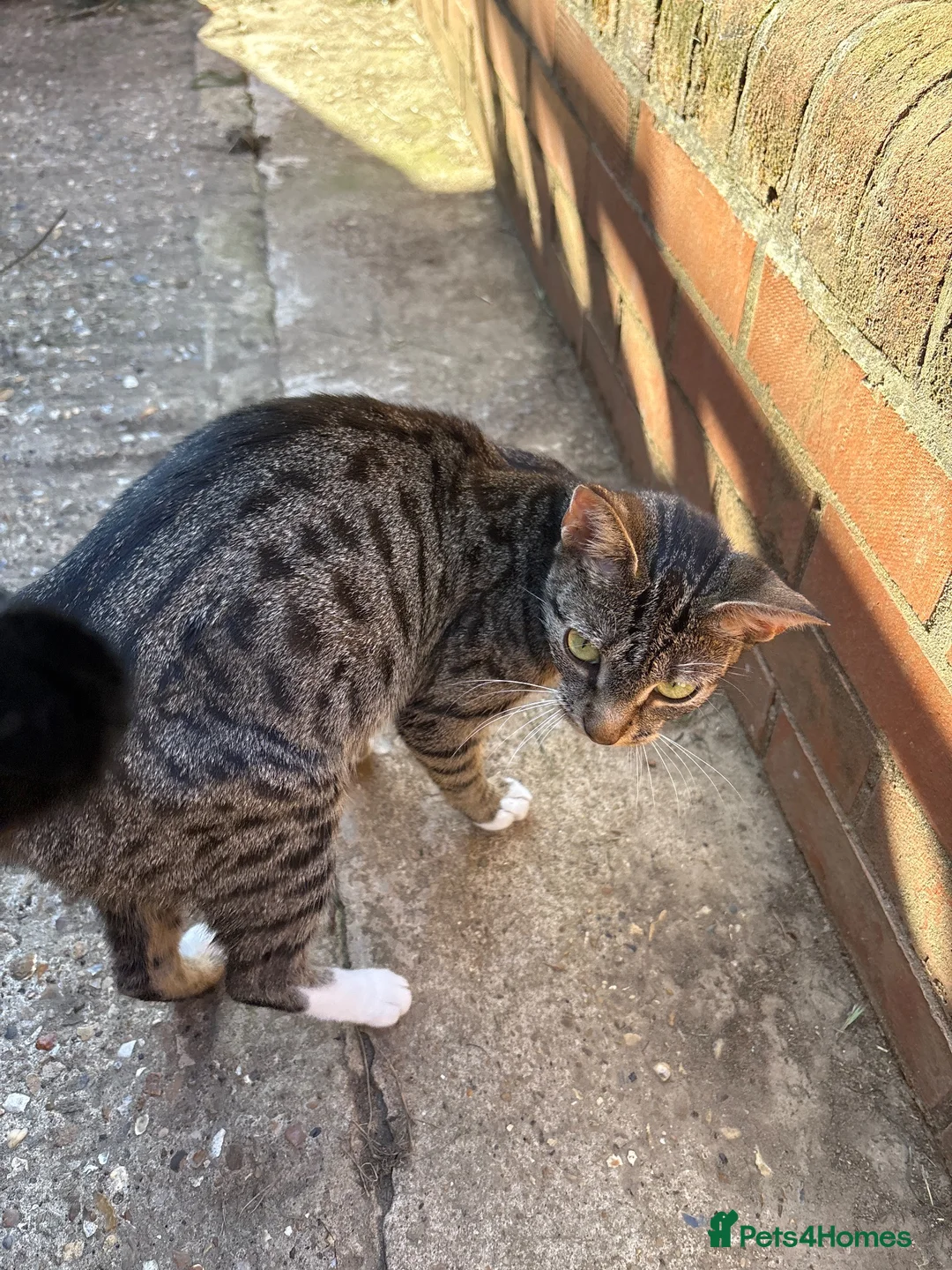Mixed Breed cats for sale: Short haired black, black and white male kittens  - Advert 1