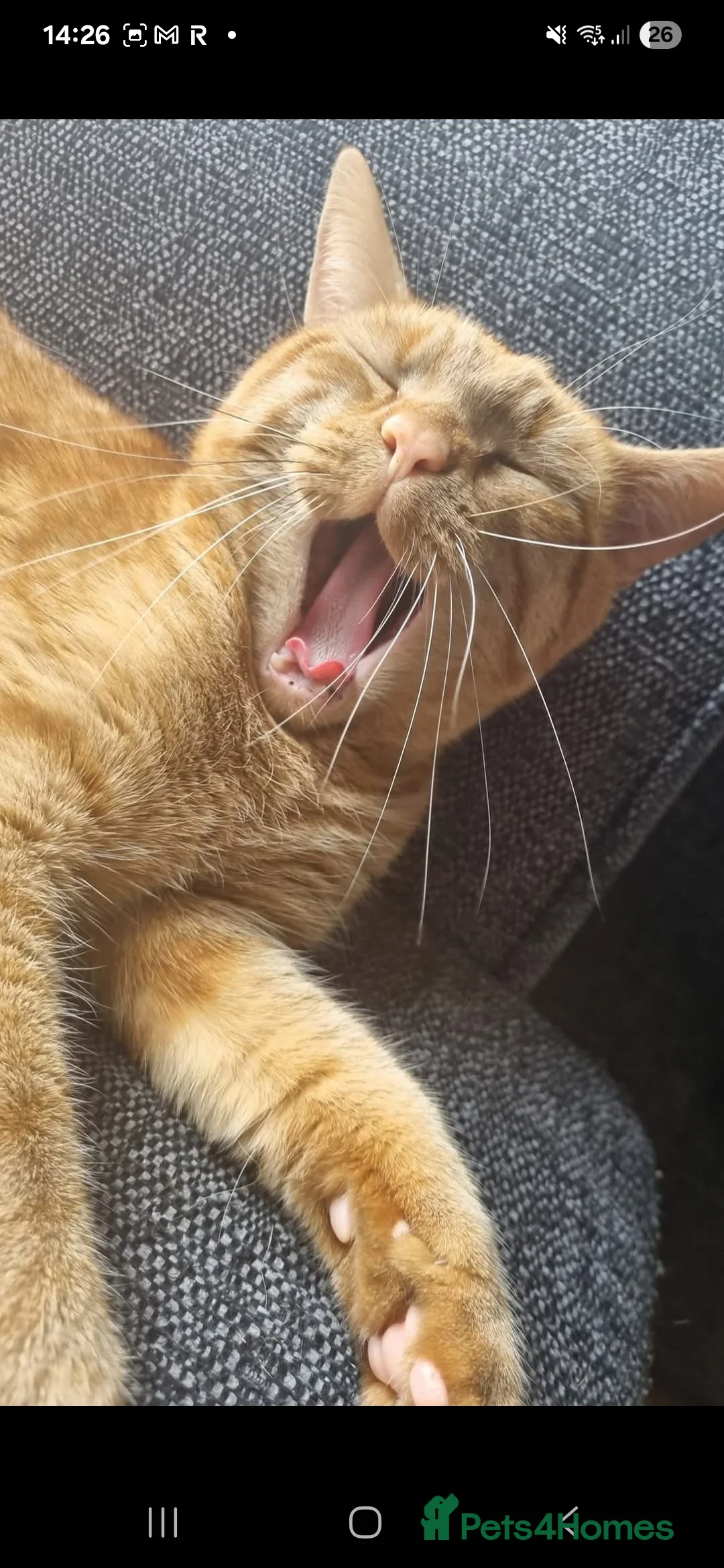 Mixed Breed cats for sale: Cheddar - Advert 2