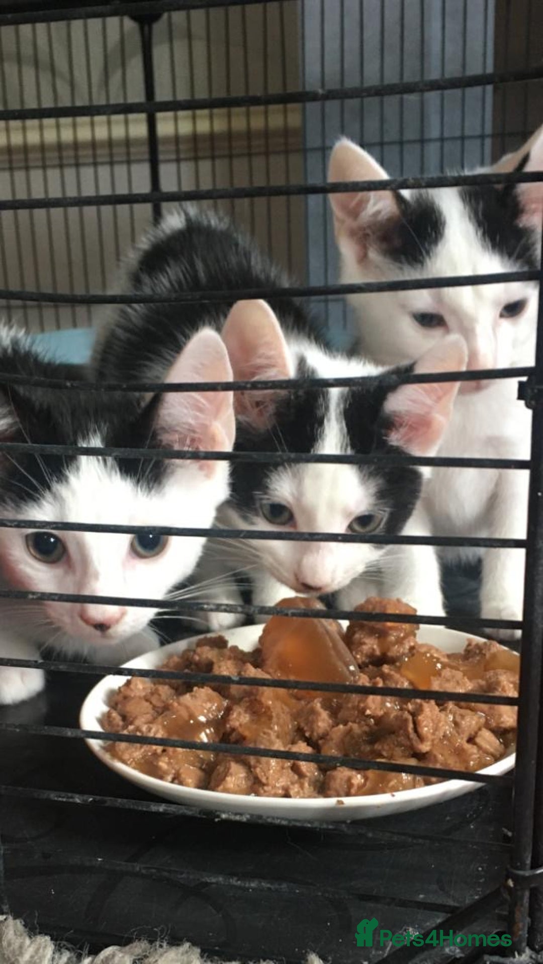 Mixed Breed cats for sale: 5 beautiful kittens  - Image 2