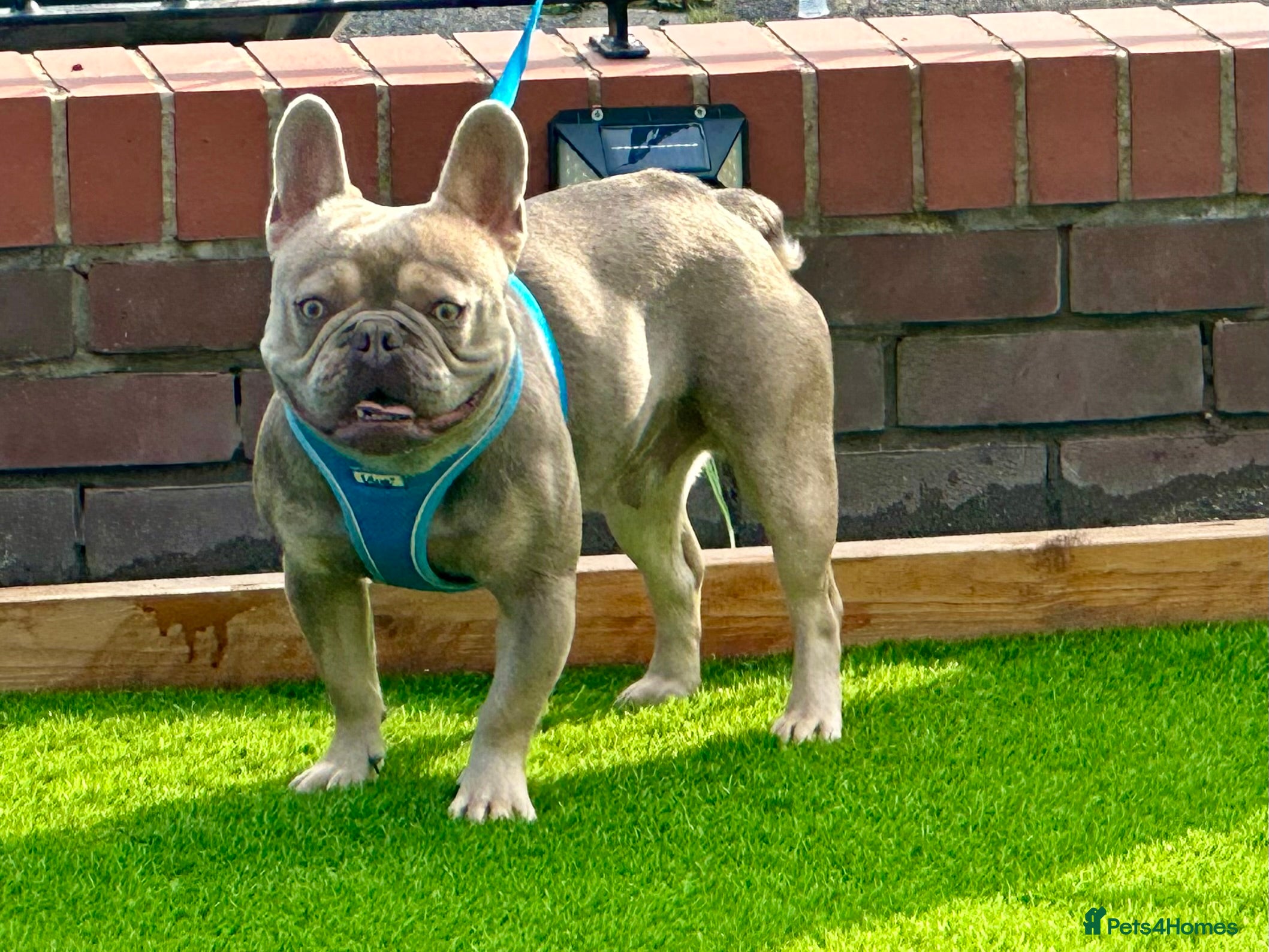 French Bulldog dogs ISABELLA CARRYING L4 in Liverpool - Advert 22