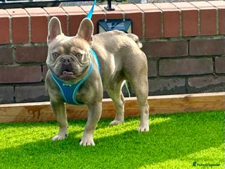 French Bulldog dogs ISABELLA CARRYING L4 in Liverpool - Advert 11
