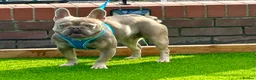 French Bulldog dogs for stud: ISABELLA CARRYING L4 in Liverpool - Advert 1