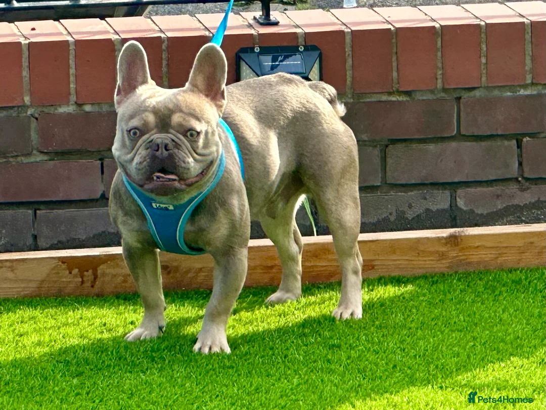 French Bulldog dogs for stud: ISABELLA CARRYING L4 in Liverpool - Advert 1