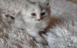 Maine Coon cats for sale: Maine coon kittens for sale  - Image 5