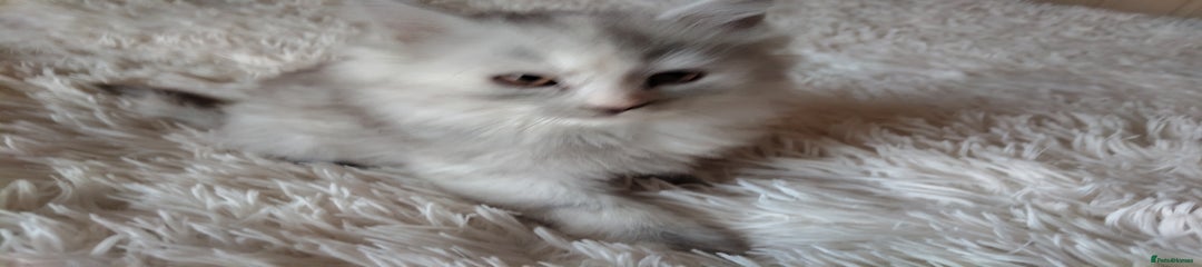 Maine Coon Kitten 1