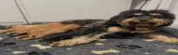 Cavapoo dogs for sale: Cavapoo Puppies due 11 June 2026 waiting list open in London - Advert 10