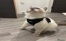 Ragdoll cats for sale: Beautiful Male Ragdoll Kitten With Care Package - Advert 5