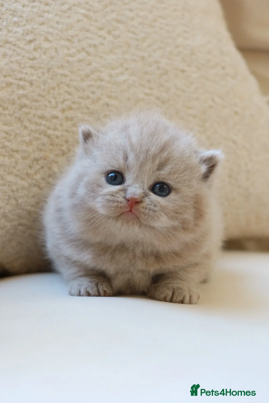 British Shorthair cats for sale: British Shorthair Kittens - Reg & Licensed  - Advert 2