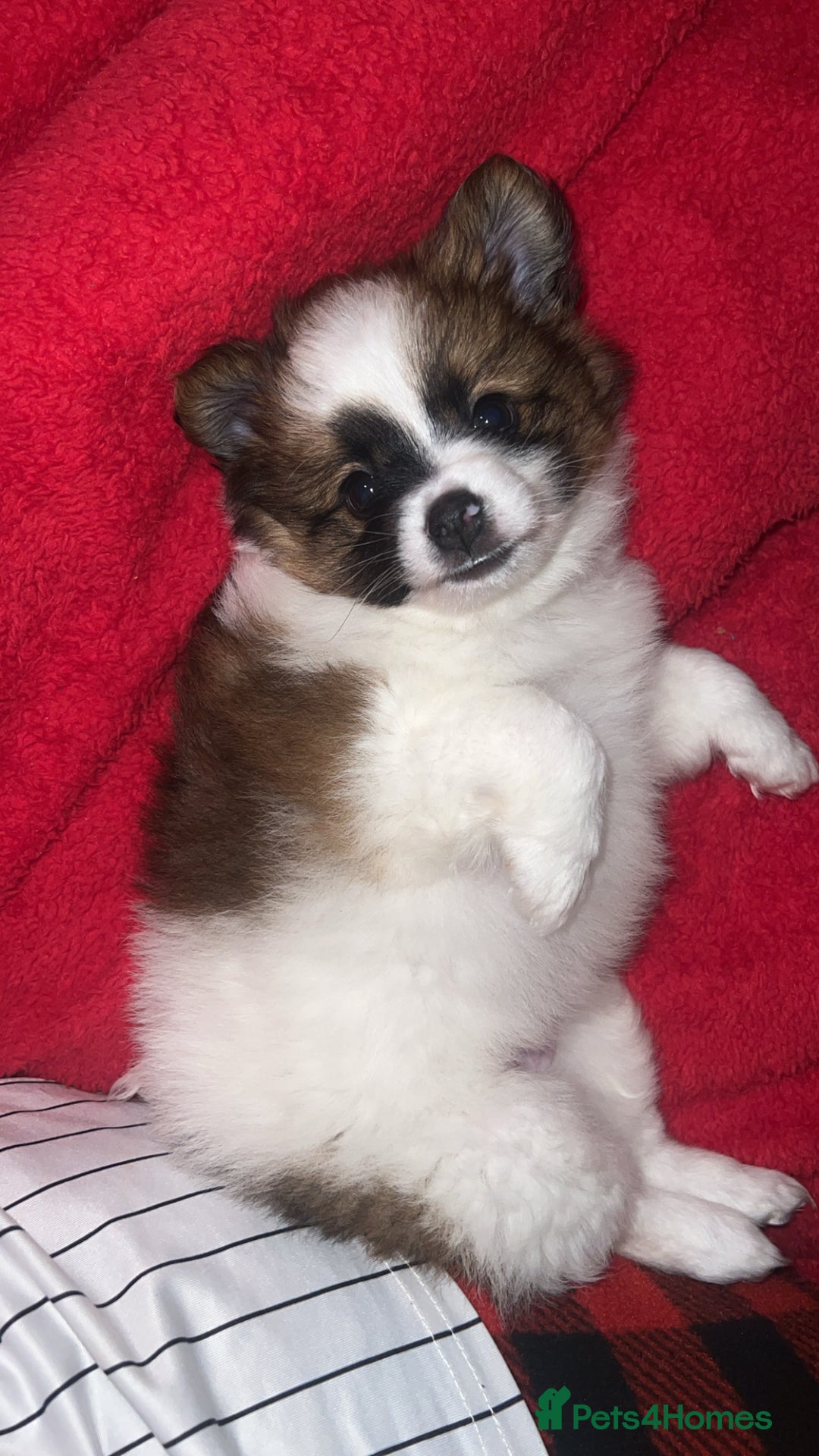 Mixed Breed dogs for sale: Male puppy for sale - Advert 4