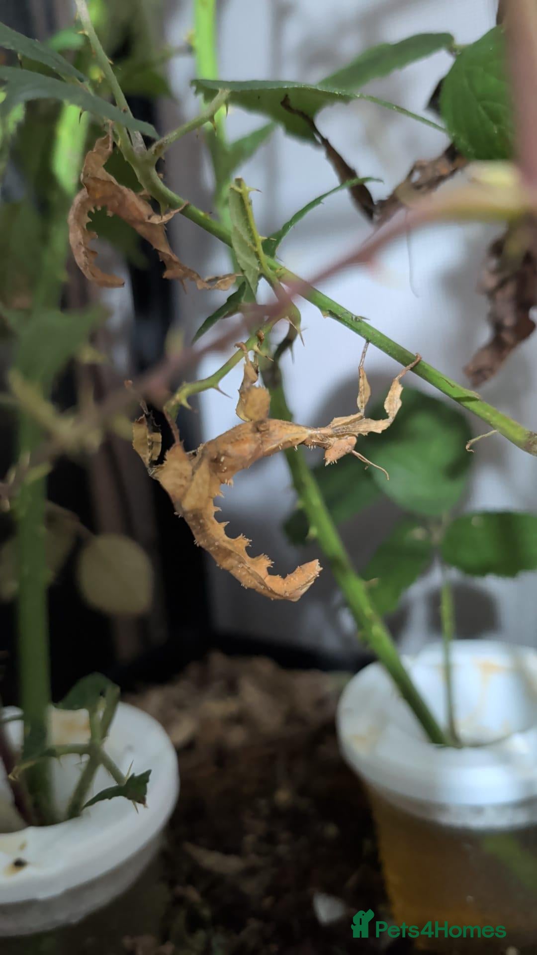 Stick Insects invertebrates Macleays Spectre Stick Insect Nymphs - Advert 10