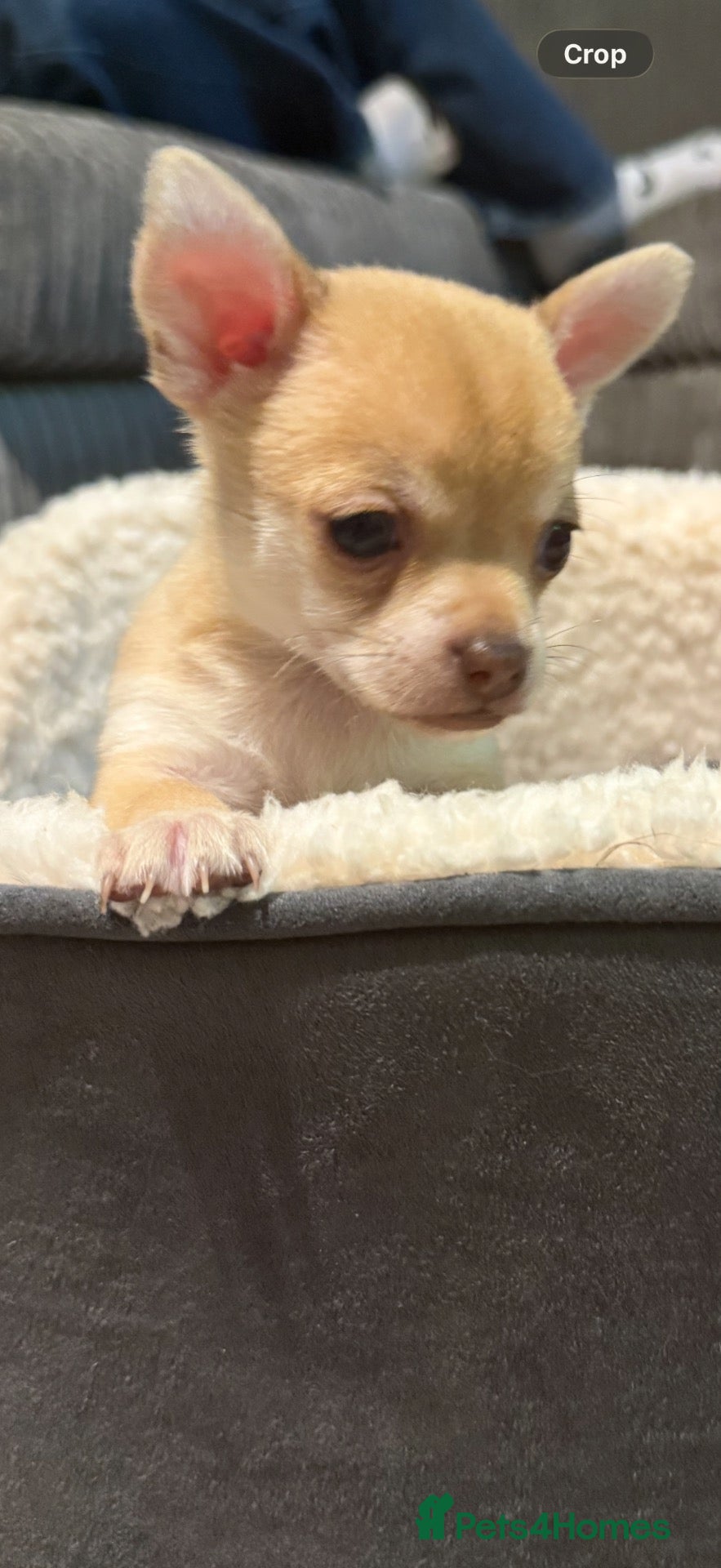 Chihuahua dogs Beautiful litter of chihuahua puppies  - Advert 8