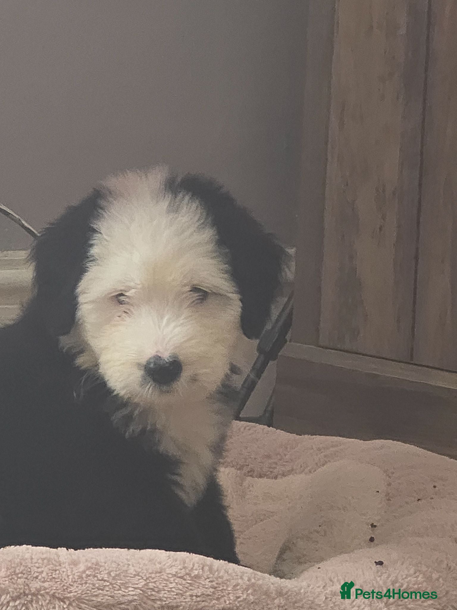 Mixed Breed dogs  old english sheepdog x bernese mountain.last girl - Advert 3