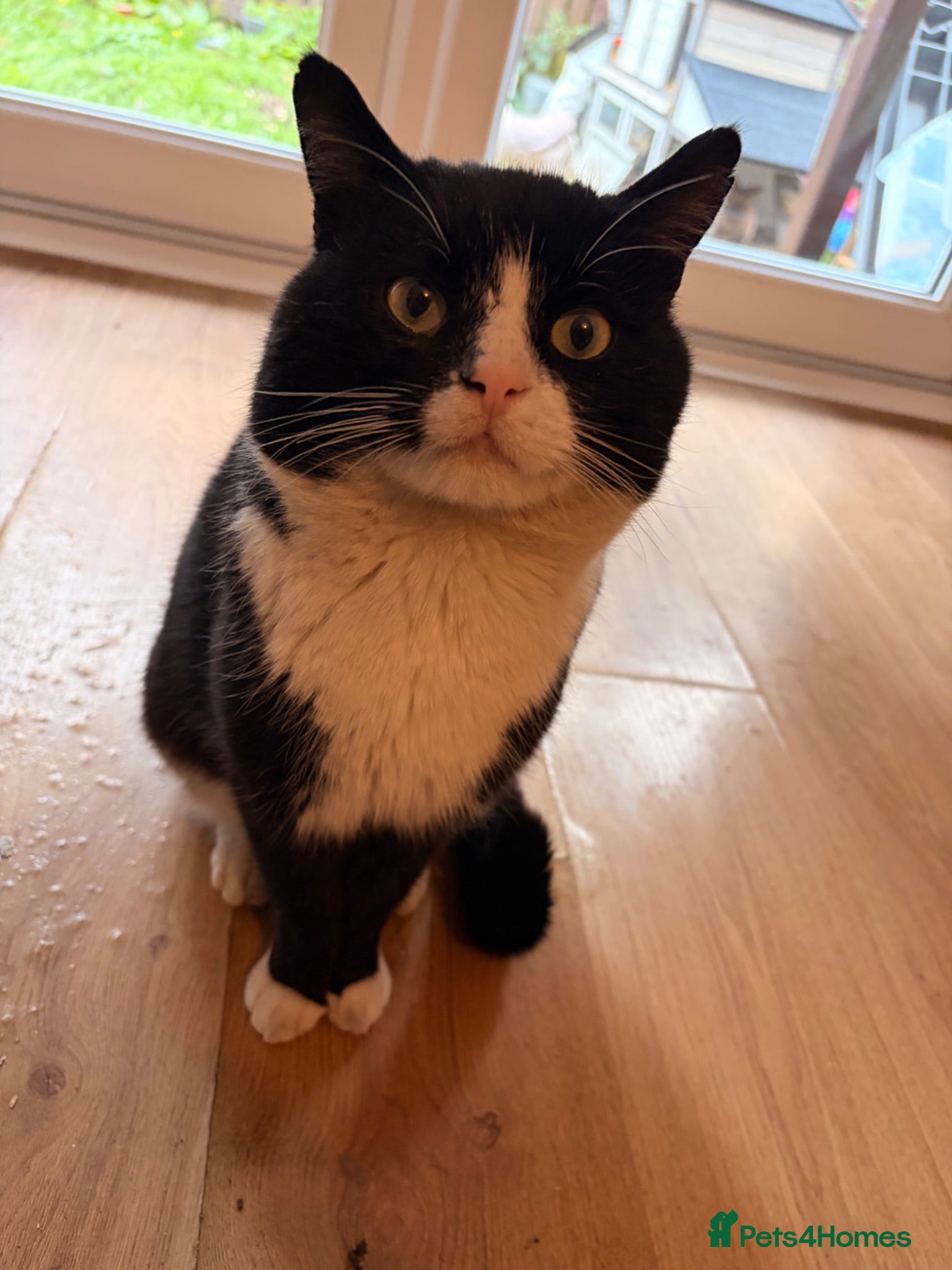 Mixed Breed cats Milo  - Advert 5