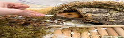 Hamster rodents for sale: Male Syrian hamster Toffee in Manchester - Advert 4