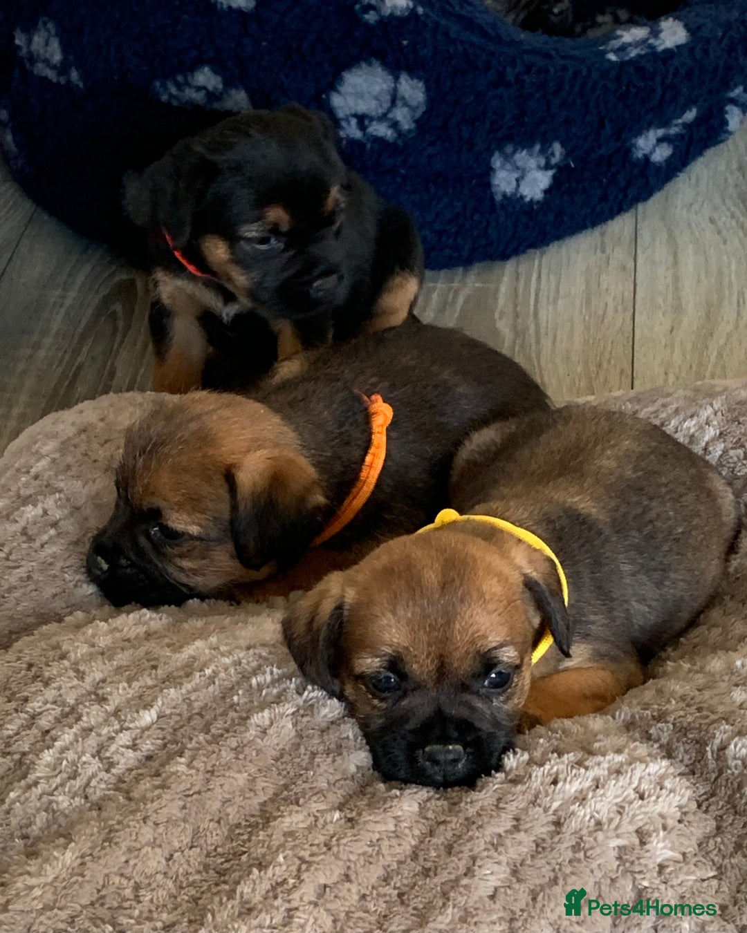 Border Terrier dogs for sale: Healthy Companions KC registered  - Advert 5