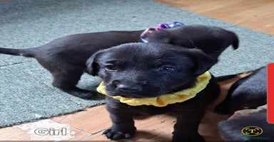 Mixed Breed dogs - Advert 1