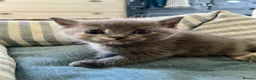 Ragdoll cats for sale: Pretty ragdoll X short hair friendly girl kittens  - Advert 18
