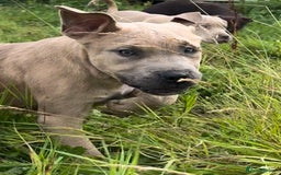 Mixed Breed dogs for sale: Cane Corso/Presa Canario Molloser dogs  - Image 10